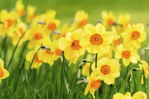 Narcissus Plant Info - Jonquil, Narcissus And Daffodil Bulbs