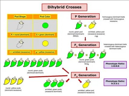 File:Dihybrid Cross of Pea Plants.jpg - Wikipedia