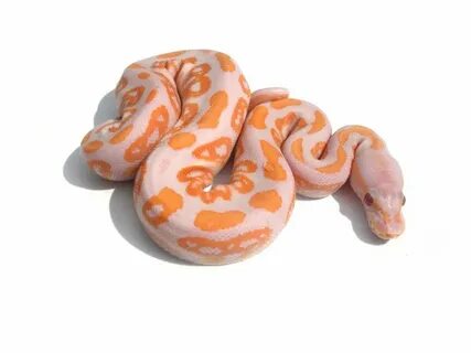 Lavender Albino Black Pastel Ball python, Python, Pythons fo