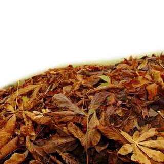 Pile Of Autumn Leaves PNG Clipart PNG Mart