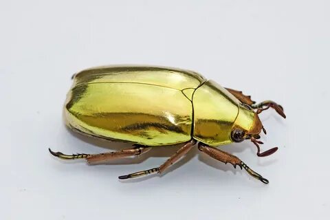 Daily beetle 25: Chrysina sp. : the jewel scarab! - Album on
