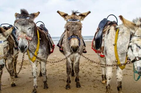 Donkey,beach,holiday,english,uk - free photo from needpix.co
