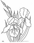 Iris Flowers Flower Drawing Coloring Clip Pages Embroidery D