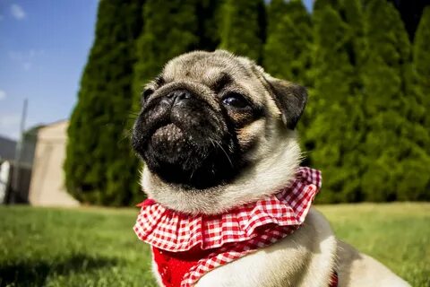 Pug Portrait Cute - Free photo on Pixabay