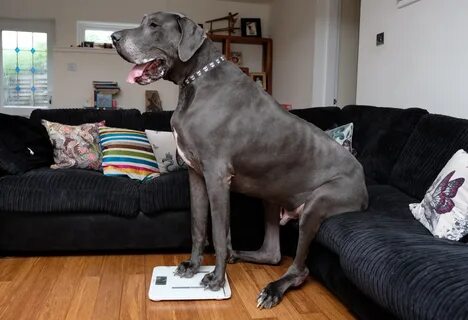 Britain's Biggest Dog Measures 7ft And Tips The Scales At A 