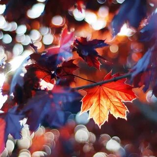 Autumn Leaves iPad Wallpapers Free Download