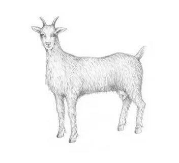 How To Draw A Baby Goat Step By Step - bmp-bleep