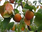 American Persimmon Diospyros virginiana Tree 10 Seeds Edible