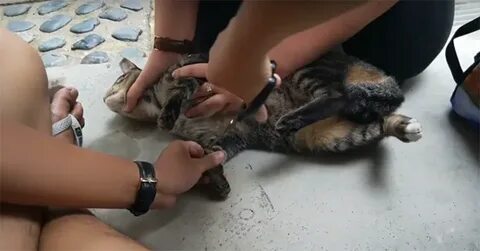 Cat Found With Limbs Bounded By Cable Ties At Jurong West Th