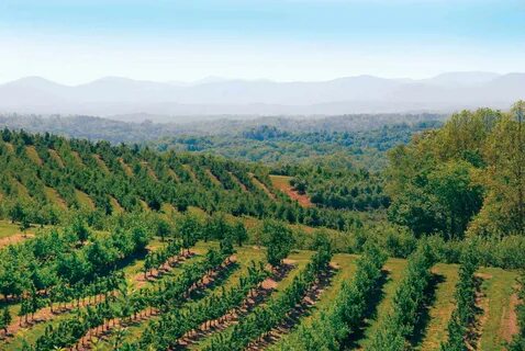 Mercier Orchards, Blue Ridge, GA. Largest orchard in the Sou