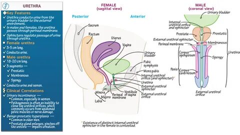 anatomy of urethra