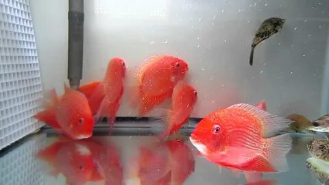 Super Red Severums - 09042012 - YouTube