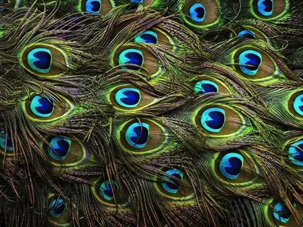 Pin by Julia Anderson on Peacock Exclusive "Peafowl" Pieces 