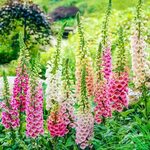 Foxglove Related Keywords & Suggestions - Foxglove Long Tail