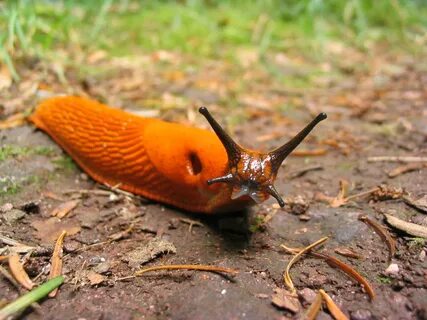 File:Orange slug.jpg - Wikimedia Commons
