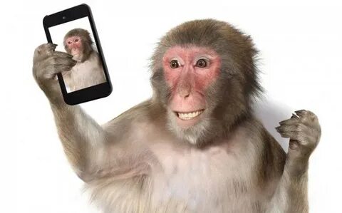 Создать мем "monkey, обезьяна и смартфон селфи, макака з" - 