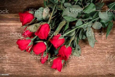 Rote Rose Ist Schöne Blume Für Die Bedeutung Der Liebe Am Va