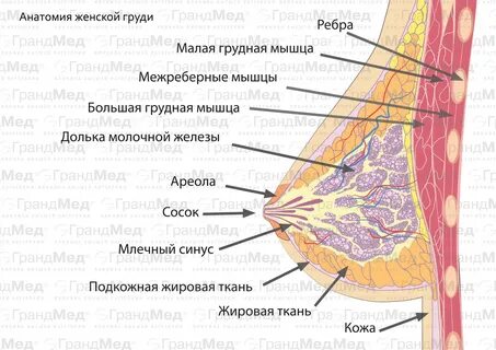 Анатомия строения женской груди - из чего состоят молочные железы.