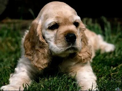 Download Wallpaper dog cocker spaniel, 1024x768, American Co