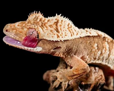 Costs Of Owning A Crested Gecko - Zoo Reptilia
