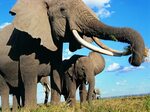 Group Of Elephants Wallpapers - Wallpaper Cave