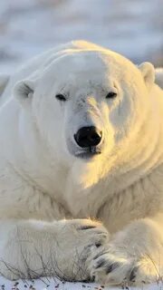 Polar bear, front view, rest, snow 1242x2688 iPhone 11 Pro/X