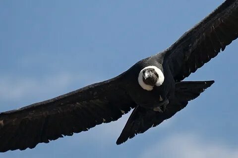 Андский кондор (лат. Vultur gryphus) - Интересные животные
