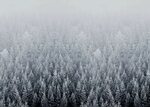Winter Forest Desktop Wallpaper (26+ images)