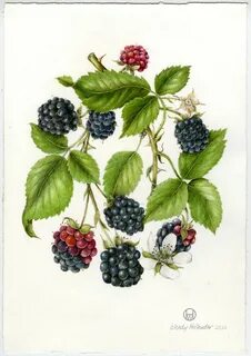 Orignal Illustration of Black Raspberry. Wendy Hollender. Bo