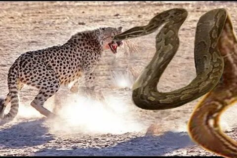 Giant Anaconda VS Tiger Real Fight - YouTube