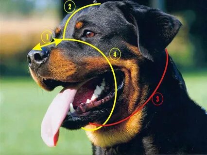 Мой друг - ротвейлер - Подбираем намордник по размеру
