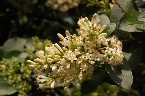 Syringa sempervirens landscape architect's pages