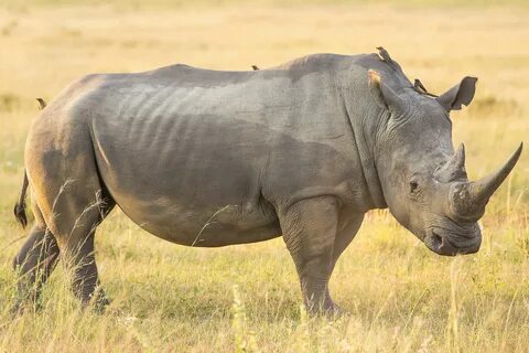 Rhino with friends Big animals, Rhino, Rhino species