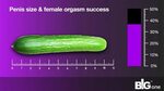 THIS is the best penis size for a female orgasm - YouTube
