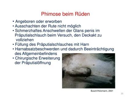 PPT - Untermodul 5 - 6 Andropathologie 6. Semester (Sommerse