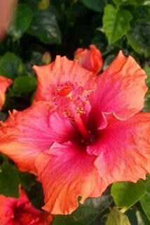 Erin Rachel Hibiscus Container flowers, Hibiscus, Hibiscus r