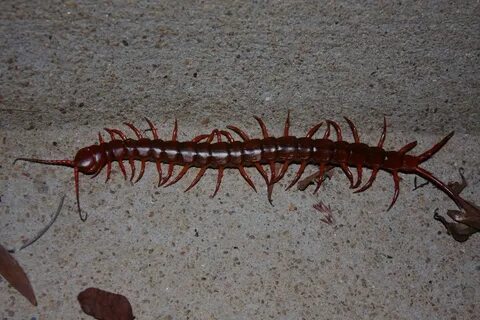 File:Chinese Red-headed Centipede (Scolopendra subspinipes) 