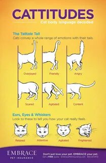 My Cat Can Talk: Reading Feline Body Language EMBRACE Cat be