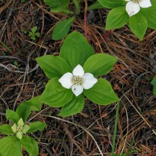 Cornus Canadensis Related Keywords & Suggestions - Cornus Ca