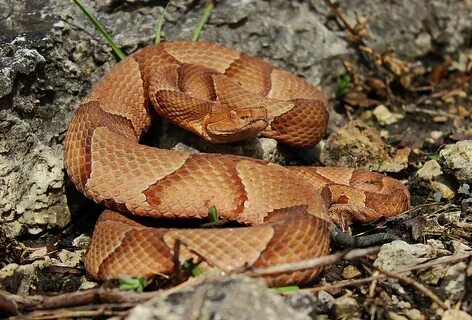 File:Osage Copperhead (Agkistrodon contortrix phaeogaster) (
