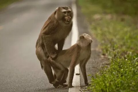 Erotic Monkeys - Great Porn site without registration