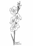 August Gladiolus Art Print / Birth Flower Print / Gladiolus 