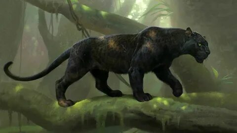 Чёрная пантера Черная пантера, Пантера, Большие кошки