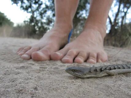 Zähler seltsam Gliedmaßen barefoot crush Wunder Geschicklich