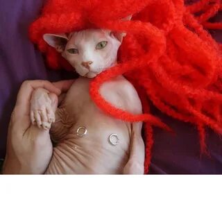 Sphynx Cat as Redhead with Nipple Rings Red hair like his . 