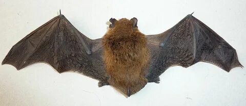 File:Bat back side.jpg - Wikimedia Commons