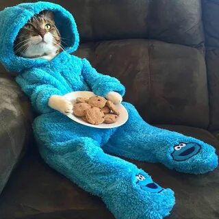 Cat in pajamas pjs Funny animal pictures, Cute animals, Funn