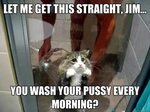 Shower kitty memes quickmeme