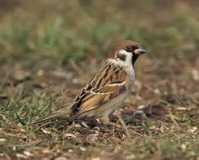 Fauna selvatica in Italia: Passera Mattugia Passer montanus