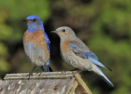 Western Bluebirds are a joy to watch. - Mendonoma Sightings